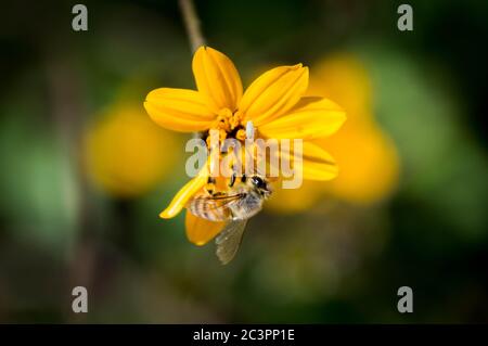 Abeille sur fleur jaune Banque D'Images