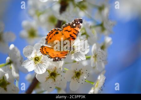 papillon américain sur bradford poire blossoms Banque D'Images