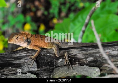 Grand Lizard orange typique sur le bois au Vietnam Banque D'Images