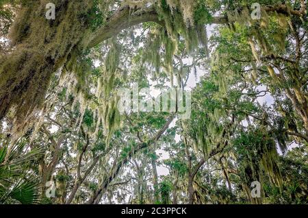 La mousse espagnole est suspendue dans les arbres du parc archéologique de la Fontaine de jeunesse de Ponce de Leon, le 6 septembre 2019, à St. Augustine, en Floride. Banque D'Images