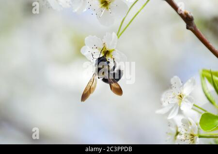 Abeille sur des fleurs blanches Banque D'Images