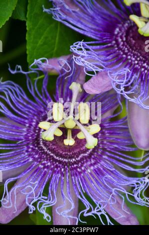 fleur de passionette violette (maypop) Banque D'Images