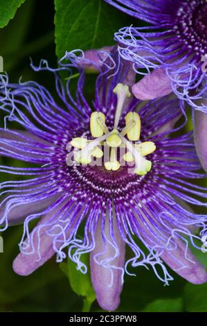 fleur de passionette violette (maypop) Banque D'Images