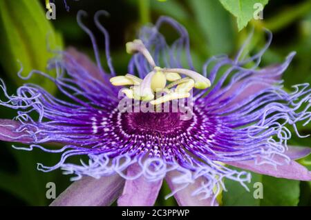 fleur de passionette violette (maypop) Banque D'Images