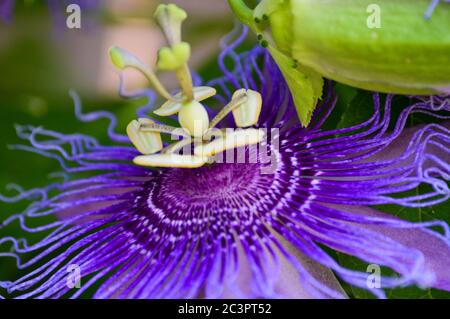 fleur de passionette violette (maypop) Banque D'Images