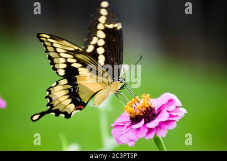 Papillon géant à queue d'hirondelles (papillio créphontes) sur une zinnia rose Banque D'Images