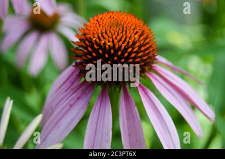 conefellower violet, également connu sous le nom d'échinacée Banque D'Images