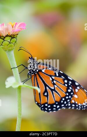 Grand papillon sur zinnia rose Banque D'Images