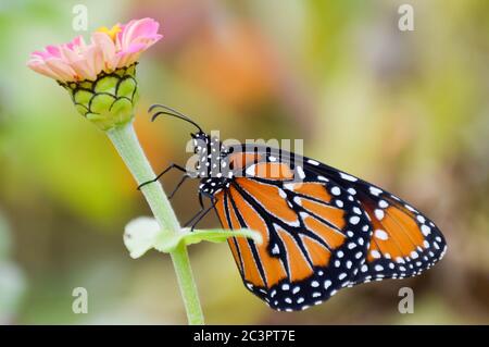 Grand papillon sur zinnia rose Banque D'Images