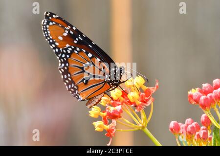 Grand papillon nectaring sur les fleurs de laitoued tropicales Banque D'Images