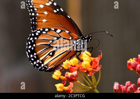 Grand papillon nectaring sur les fleurs de laitoued tropicales Banque D'Images