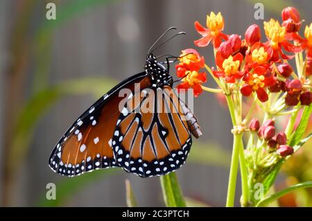 Grand papillon nectaring sur les fleurs de laitoued tropicales Banque D'Images