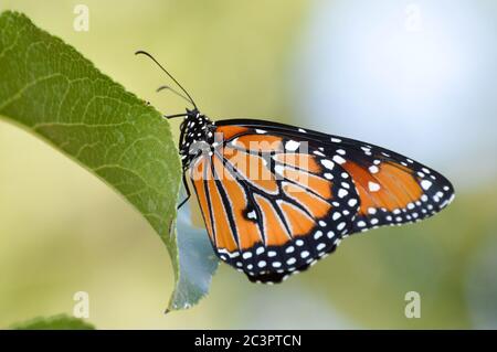 grand papillon reposant sur une feuille Banque D'Images