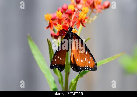 Grand papillon nectaring sur les fleurs de laitoued tropicales Banque D'Images