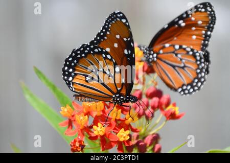 Grand papillon nectaring sur les fleurs de laitoued tropicales Banque D'Images