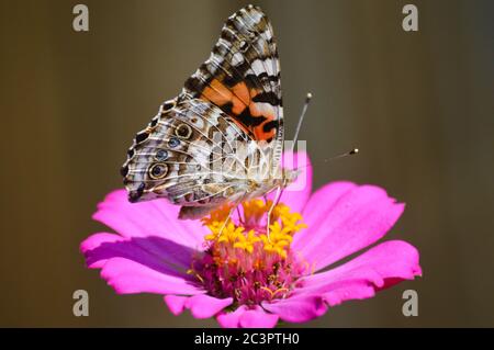 peint papillon de dame sur un zinnia rose Banque D'Images