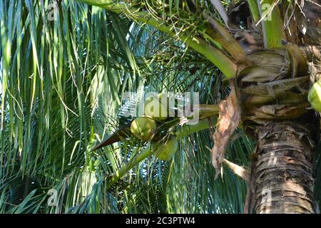 Noix de coco sur l'arbre le matin ensoleillé Banque D'Images