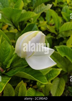 Bourgeon de gardenia blanc prêt à fleurir Banque D'Images