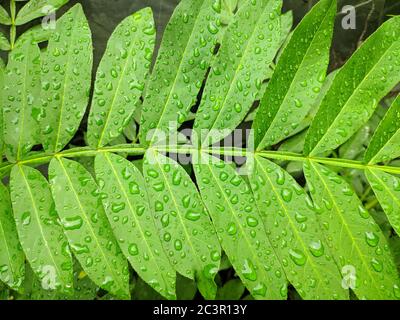 La pluie tombe sur la feuille verte en été dans le jardin Banque D'Images
