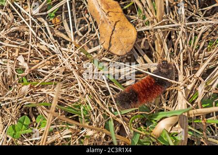 Woollybear Caterpillar errant dans l'herbe dans Midewin National Tallgrass Prairie à Wilmington, Illinois Banque D'Images