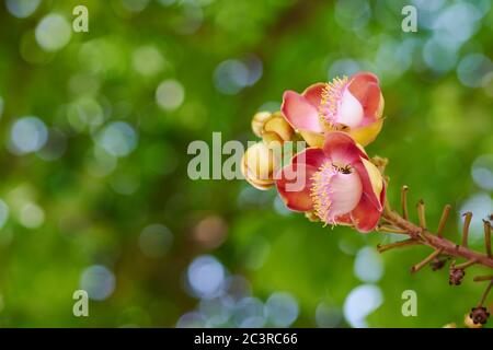 Les fleurs de l'arbre Sal sont en fleurs Banque D'Images