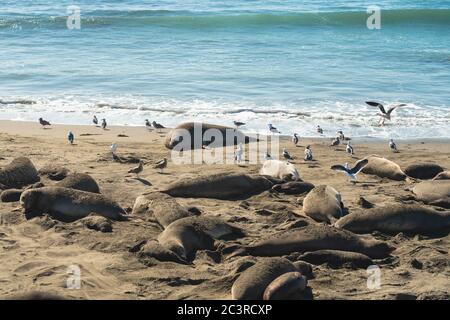 Phoques à éléphant du Nord sur la plage, côte du Pacifique, Piedras Blancas, Californie, États-Unis Banque D'Images