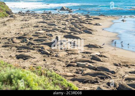 Des phoques d'éléphant du Nord sur la plage, la saison des accouplement et des oiseaux, Piedras Blancas, San Simeon, Californie. Banque D'Images