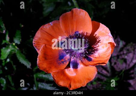 Gros plan d'un coquelicot oriental rouge (Papaver orientale) à la fin de sa floraison avec des pétales colorés avec du pollen et du pistil et des étamines clairement visibles. Banque D'Images