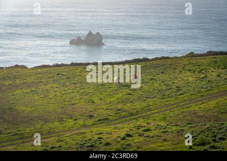 Vallée Du Pacifique Dans La Forêt Nationale De Los Padres. Comté De Monterey, Côte Du Pacifique, Californie Banque D'Images