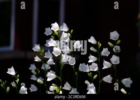 Magnifiques fleurs blanches d'un bellflower (Campanula persicifolia 'Alba'?) Éclairé par le soleil de la fin de l'après-midi dans un jardin Glebe, Ottawa, Ontario, Canada. Banque D'Images