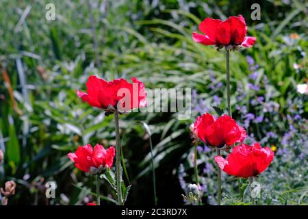 Rouge profond glorieux de cinq coquelicots orientaux (Papaver orientale) en pleine floraison dans un jardin Glebe, Ottawa, Ontario, Canada. Banque D'Images