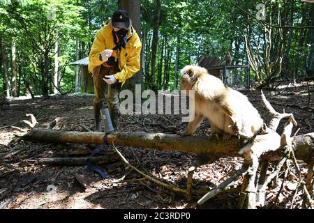 Salem, Allemagne. 18 juin 2020. La biologiste Brigitte Schlögl place une arachide dans un tube vertical afin que le singe barbaire puisse la sortir à nouveau dans le cadre d'une étude. Le biologiste étudie le sens de l'odeur des singes barbares dans une étude scientifique sur l'Affenberg. (À dpa: "Quelle est cette odeur? Les chercheurs étudient le sens de l'odeur dans les macaques de Barbarie") Credit: Felix Kästle/dpa/Alay Live News Banque D'Images