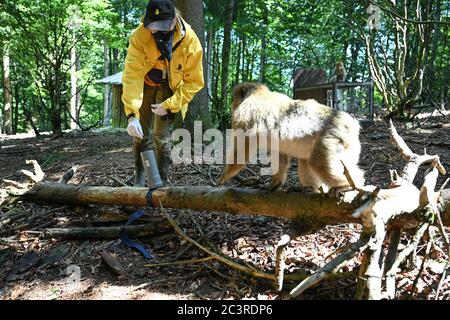 Salem, Allemagne. 18 juin 2020. La biologiste Brigitte Schlögl place une arachide dans un tube vertical pour que le singe Barbary puisse la sortir à nouveau. Le biologiste étudie le sens de l'odeur des singes barbares dans une étude scientifique sur l'Affenberg. (À dpa: "Quelle est cette odeur? Les chercheurs étudient le sens de l'odeur dans les macaques de Barbarie") Credit: Felix Kästle/dpa/Alay Live News Banque D'Images