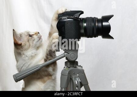 Drôle de chat beige est photographe avec un appareil photo reflex numérique sur trépied. Isolé sur fond blanc Banque D'Images