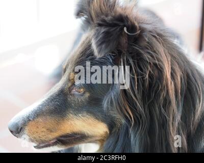 Chien de mouton Shetland, trois couleurs vers le haut de près Banque D'Images