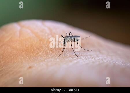 Aedes aegypti moustique piquant la peau humaine. Transmission de diverses maladies telles que la dengue, le zika et la fièvre chikungunya. Banque D'Images