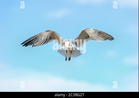 Un mouette répand ses ailes en vol intermédiaire Banque D'Images