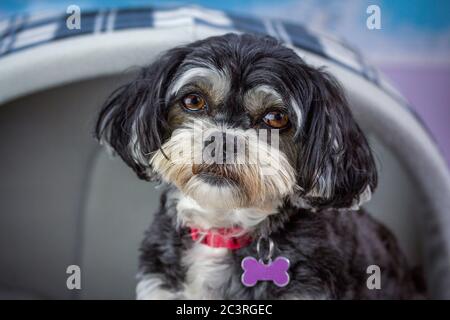 Petit mignon noir et blanc chiot caveodle, cafoo, poodle croix regardant wistful Banque D'Images