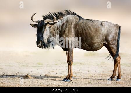 Bleu sauvage, gnu, portrait latéral debout dans la lumière chaude et douce du matin. Kgalagadi. Connochaetes taurinus Banque D'Images