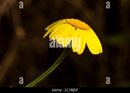 Pétales de coulure de Crown Daisy Glebionis coronaria , Malte, Méditerranée Banque D'Images