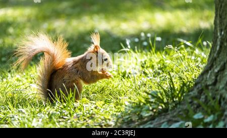 Gros plan d'un écureuil sur l'herbe près du arbre sous la lumière du soleil Banque D'Images
