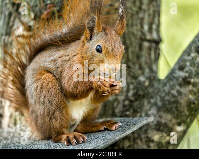 Gros plan d'un écureuil sur la branche de l'arbre sous la lumière du soleil Banque D'Images