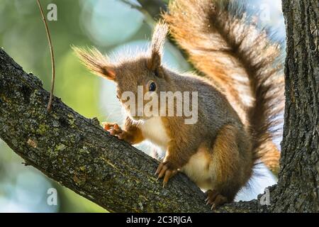 Gros plan à angle bas d'un écureuil sur l'arbre branche sous la lumière du soleil Banque D'Images