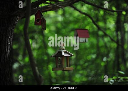 Nid de boîte d'oiseau en bois, posé sur l'arbre en forêt Banque D'Images