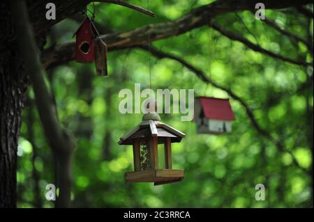 Nid de boîte d'oiseau en bois, posé sur l'arbre en forêt Banque D'Images