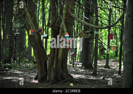 Nid de boîte d'oiseau en bois, posé sur l'arbre en forêt Banque D'Images