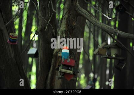 Nid de boîte d'oiseau en bois, posé sur l'arbre en forêt Banque D'Images