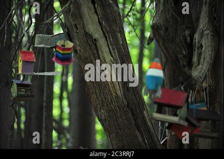 Nid de boîte d'oiseau en bois, posé sur l'arbre en forêt Banque D'Images