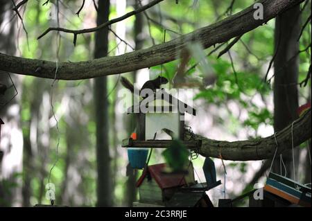 Nid de boîte d'oiseau en bois, posé sur l'arbre en forêt Banque D'Images