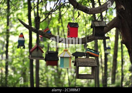 Nid de boîte d'oiseau en bois, posé sur l'arbre en forêt Banque D'Images